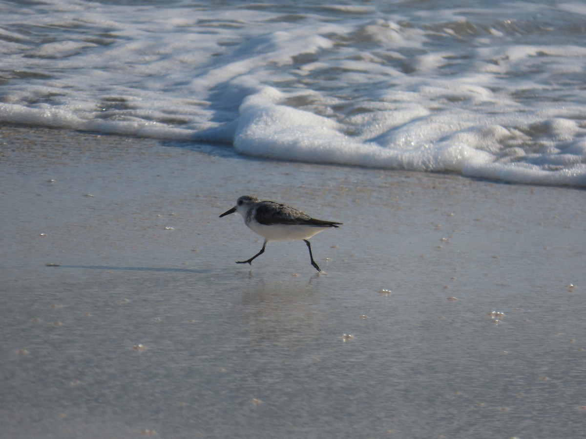 三趾濱鷸 - ML644599443