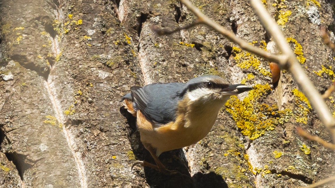 Eurasian Nuthatch - ML644599444