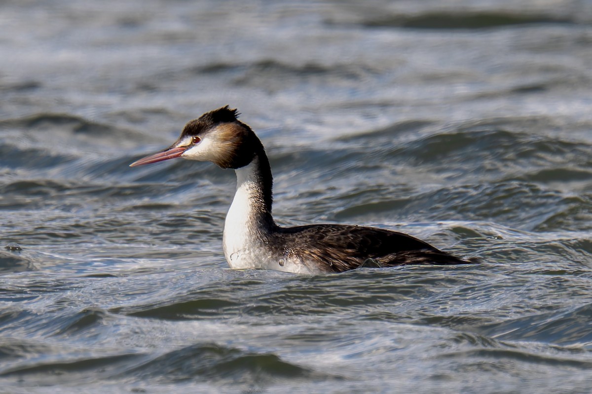 Отгот шунгуур - ML644599448