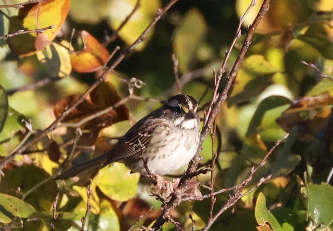 White-throated Sparrow - ML644599449