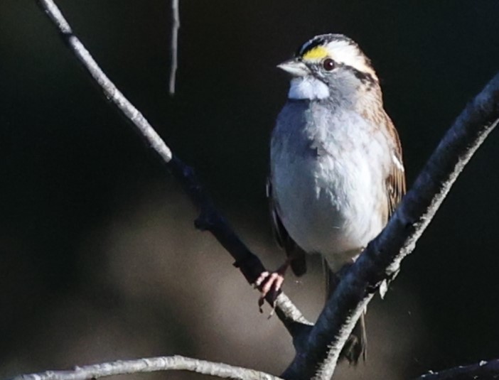 White-throated Sparrow - ML644599450