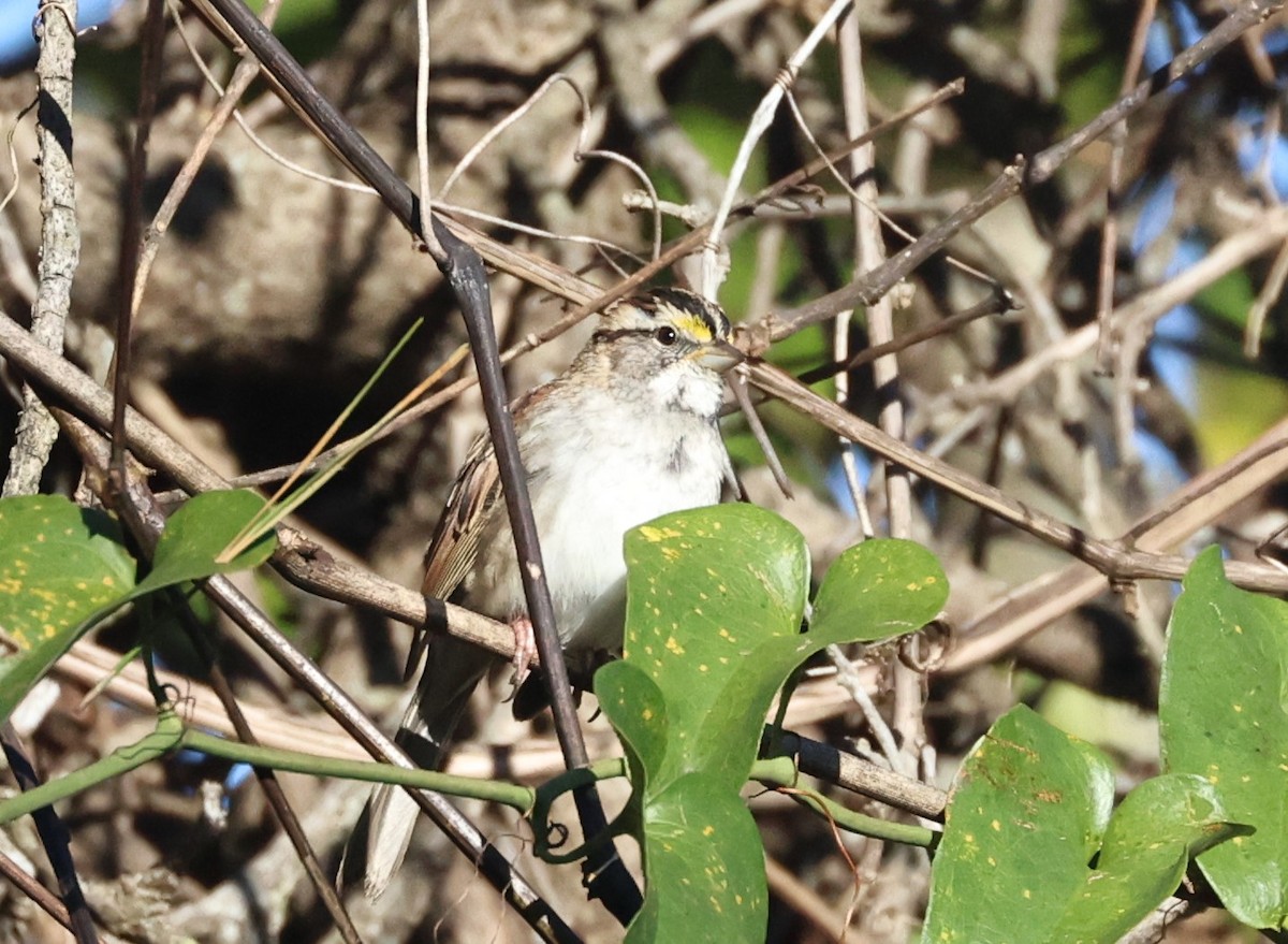 White-throated Sparrow - ML644599451