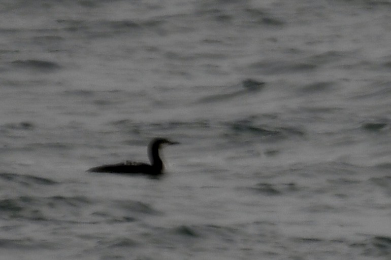 Plongeon du Pacifique - ML644599454