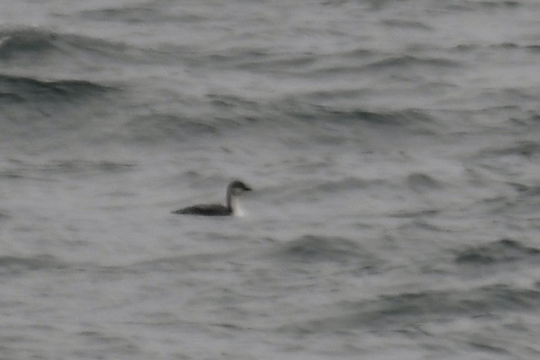 Plongeon du Pacifique - ML644599455