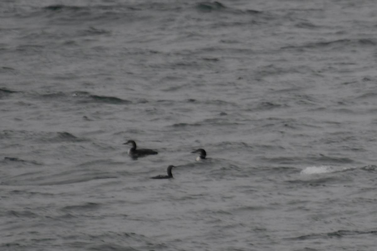 Plongeon du Pacifique - ML644599456