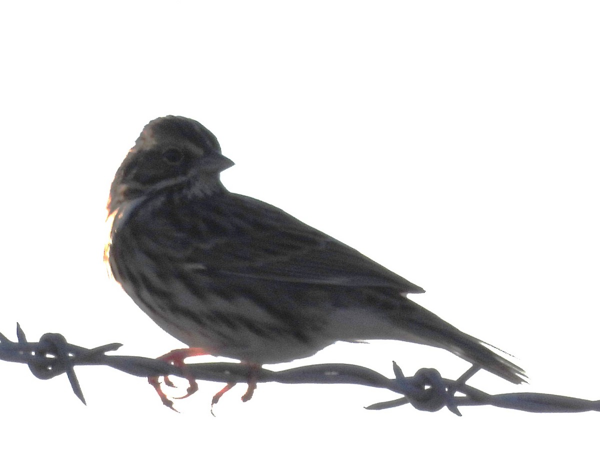 strnadec luční - ML644599458