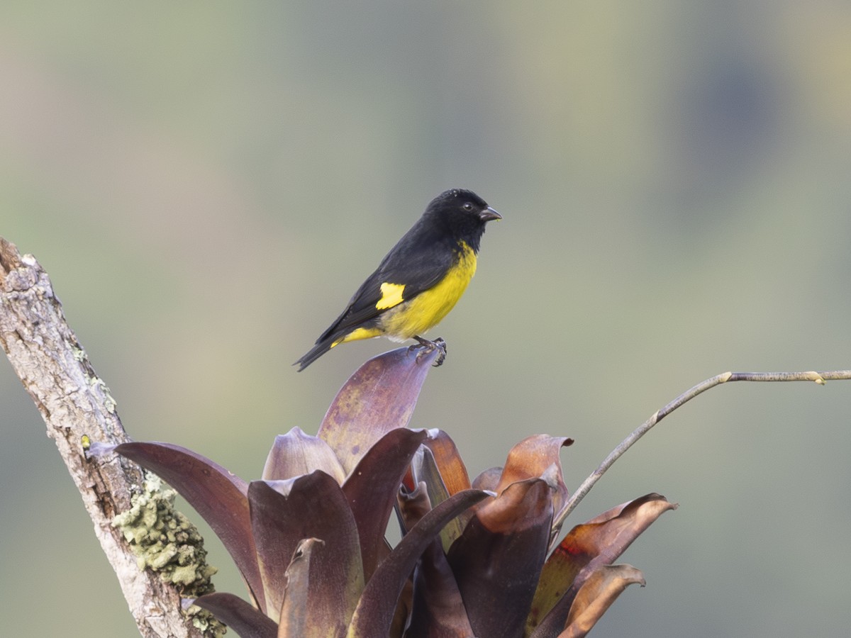 Yellow-bellied Siskin - ML644599475