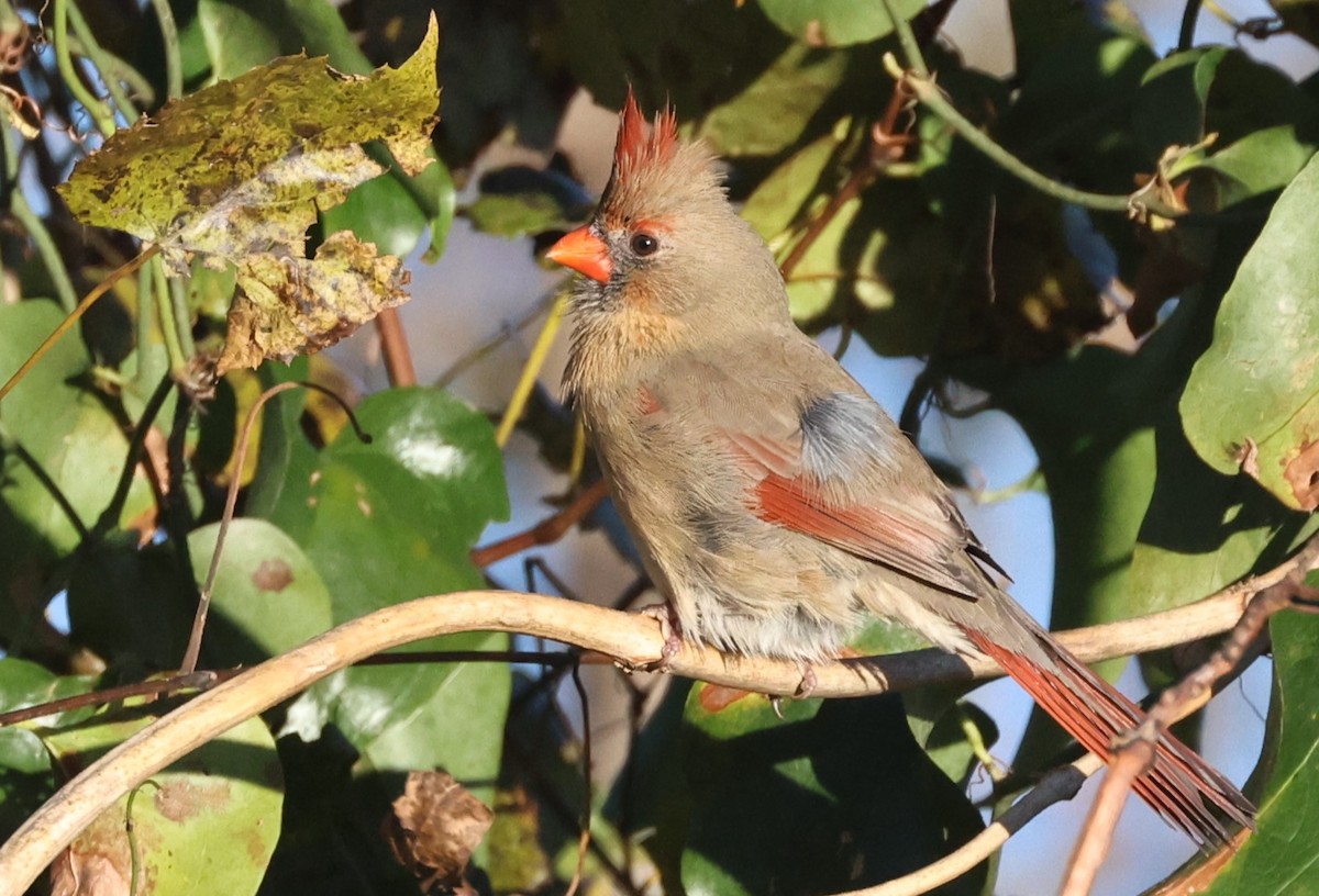 Northern Cardinal - ML644599477