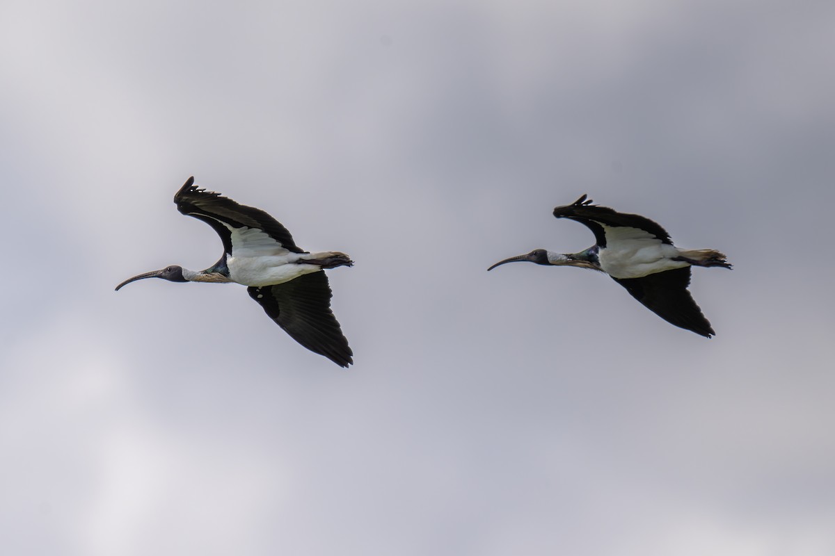 stråibis - ML644599479