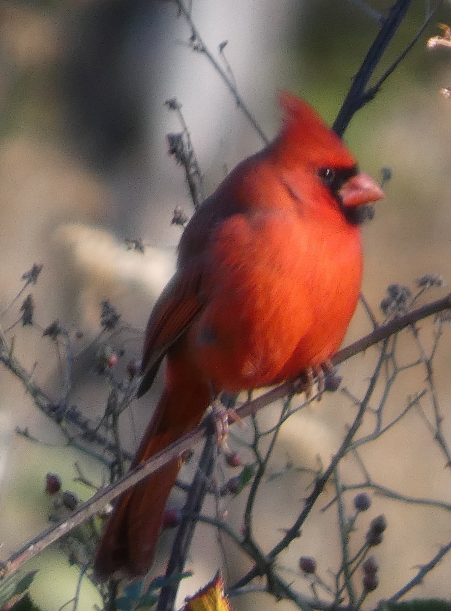 Northern Cardinal - ML644599480