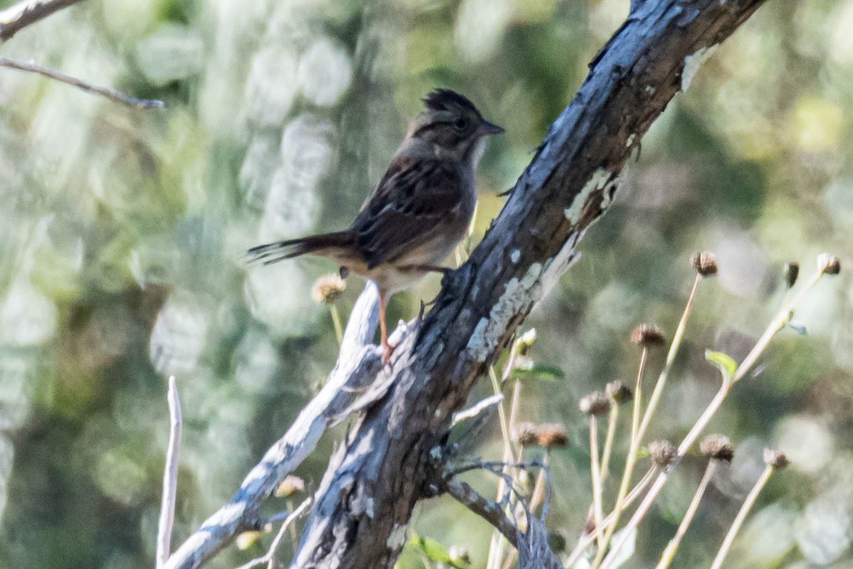 Swamp Sparrow - ML644599484