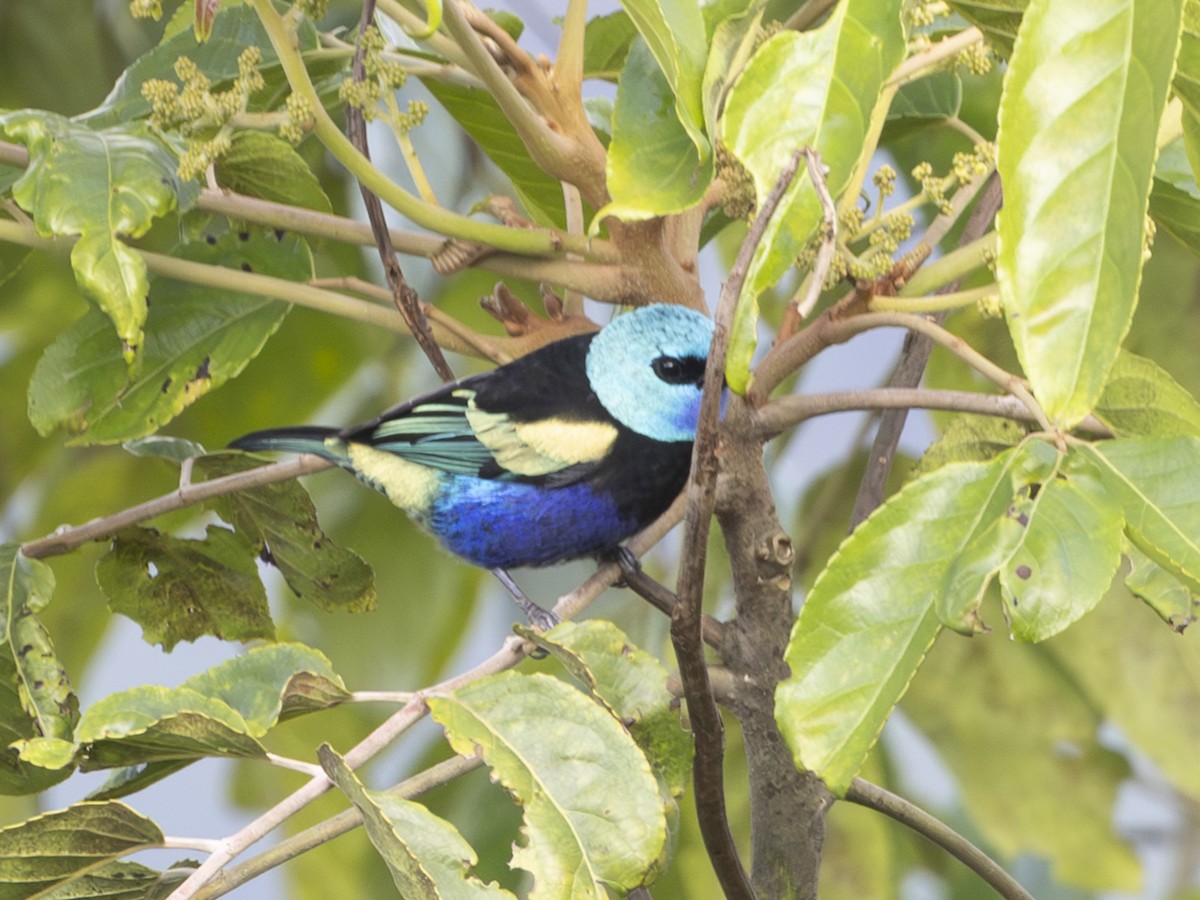 Blue-necked Tanager - ML644599485