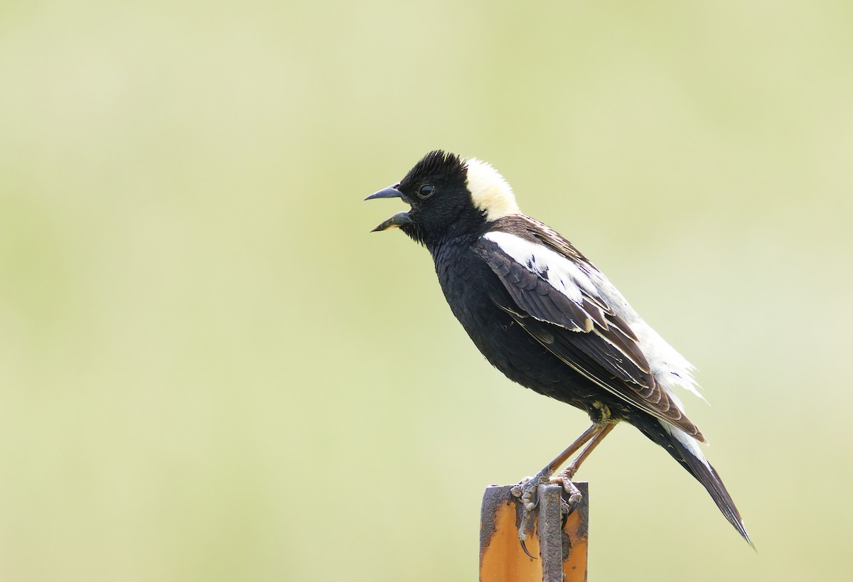 Bobolink - ML644599488