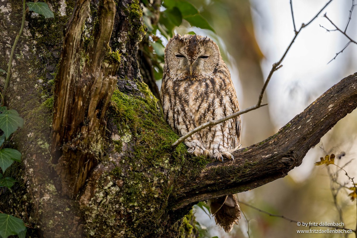 Chouette hulotte - ML644599490