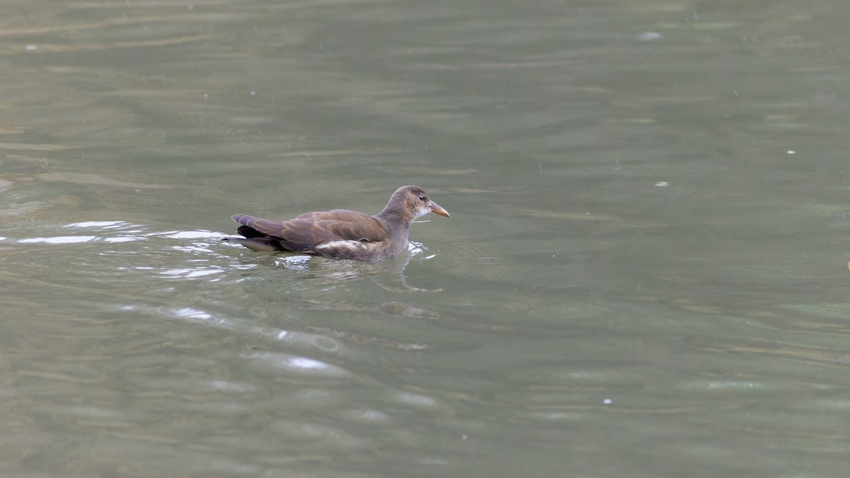 Eurasian Moorhen - ML644599495