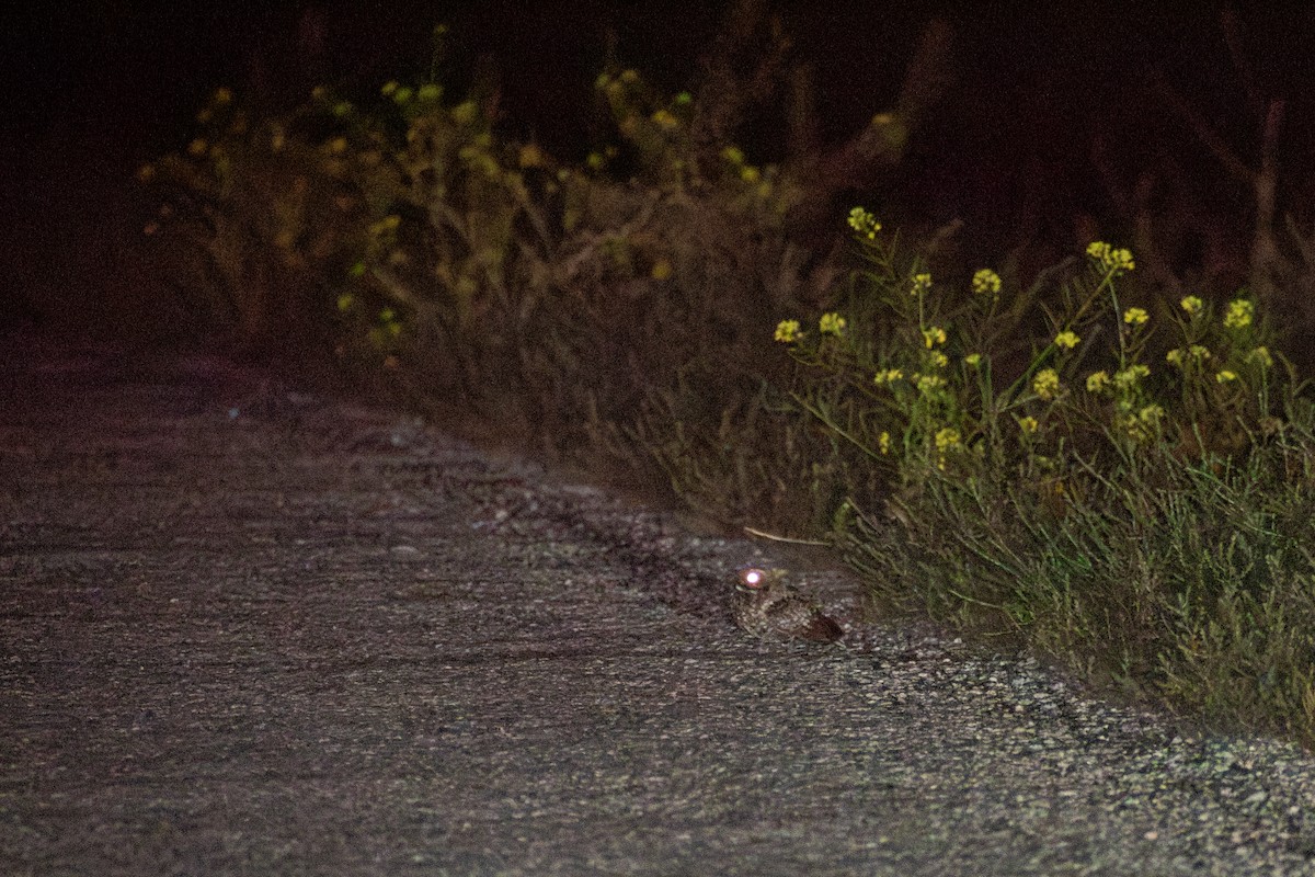 Common Poorwill - ML644599498