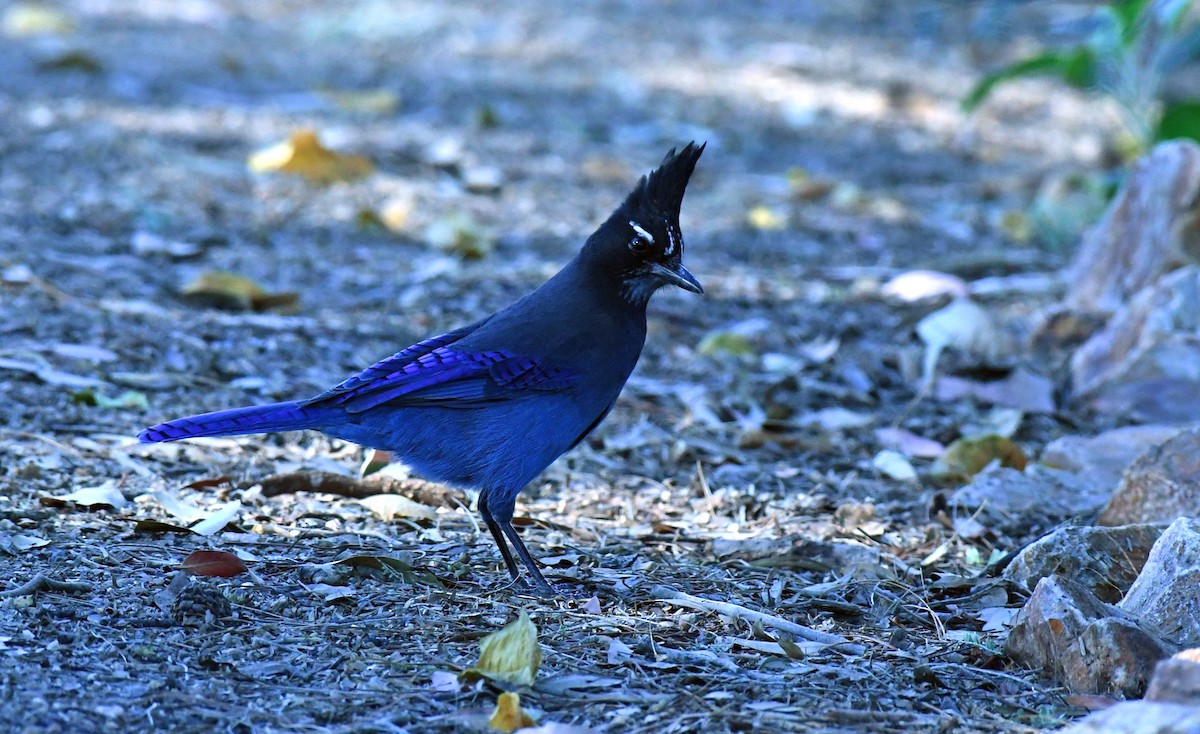 Steller's Jay - ML644599500