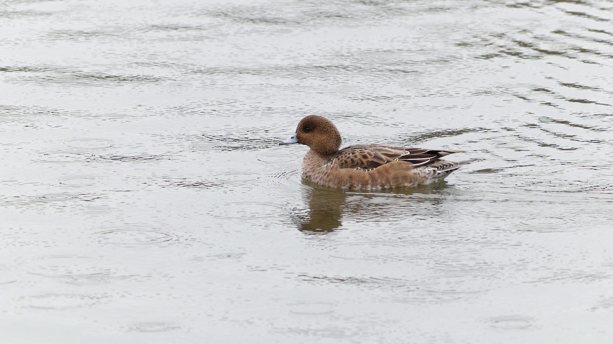 Eurasian Wigeon - ML644599505
