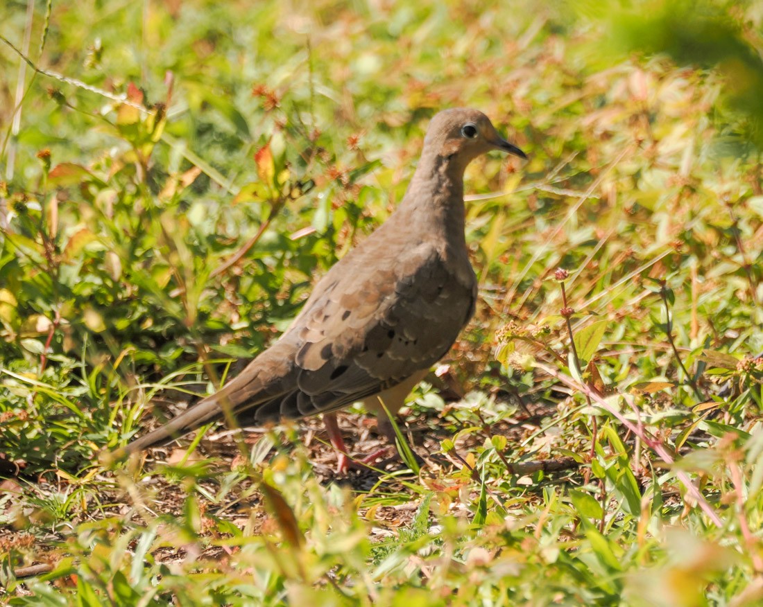 Uzun Kuyruklu Kumru - ML644599507