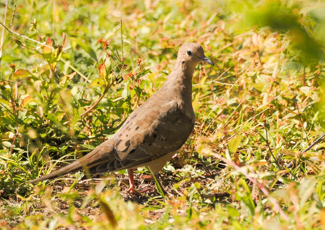 Uzun Kuyruklu Kumru - ML644599508