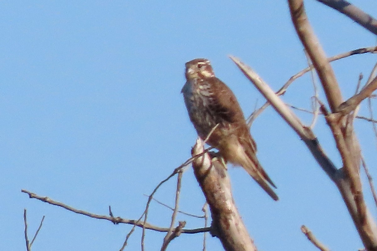 præriefalk - ML644599509