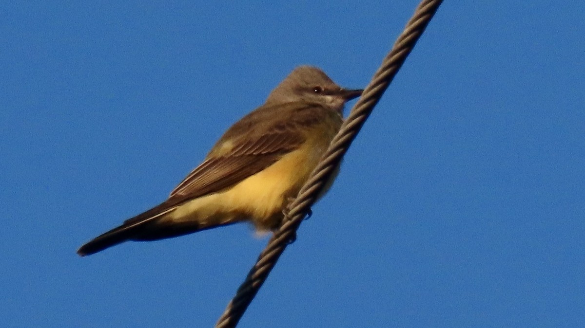 Western Kingbird - ML644599510
