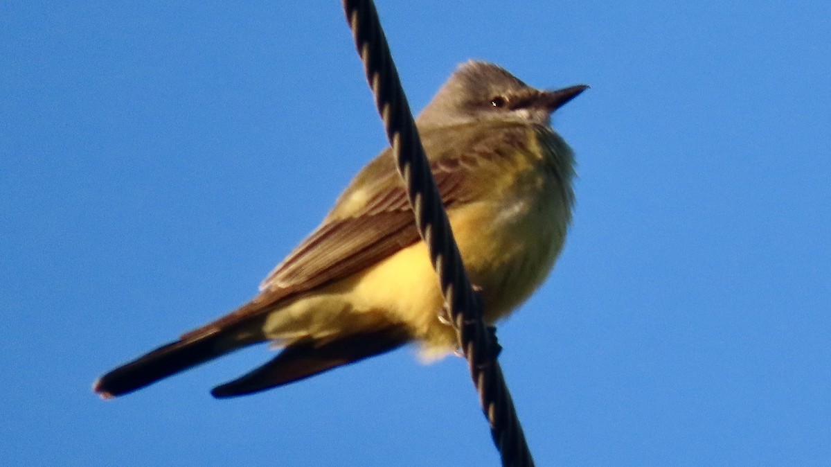 Western Kingbird - ML644599511