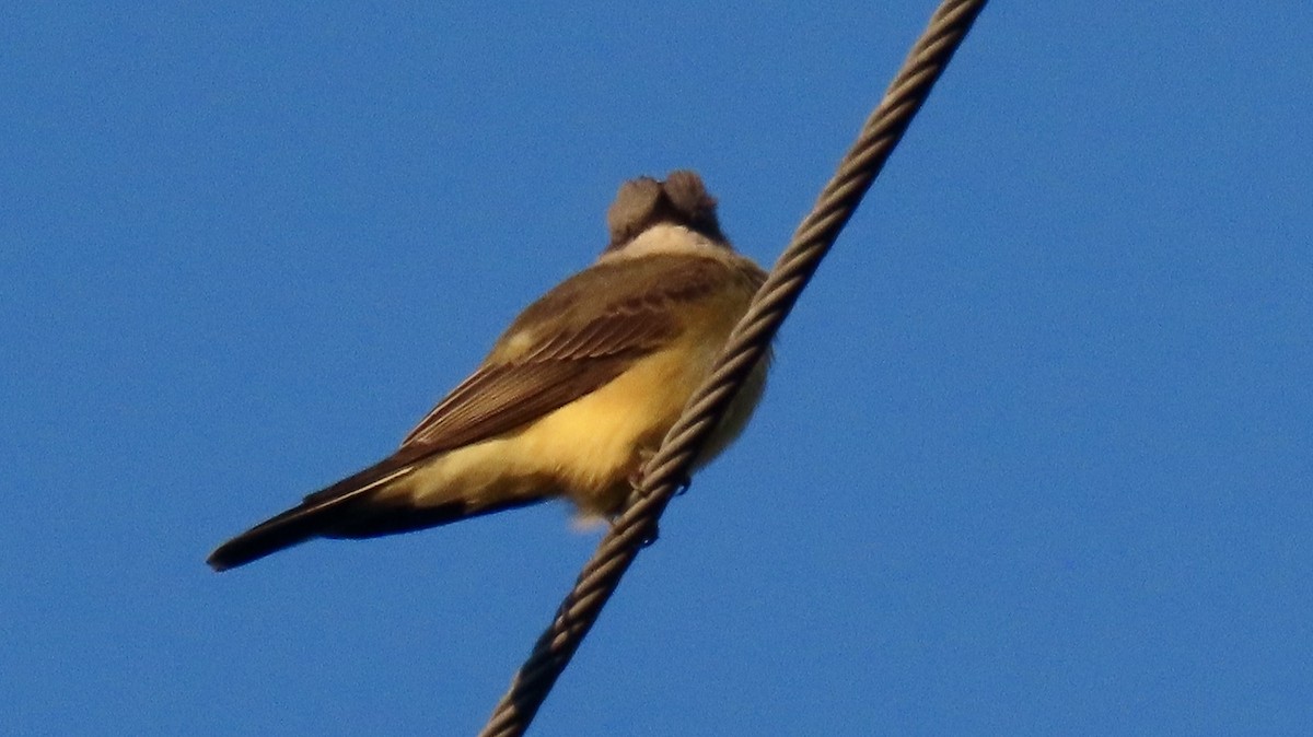 Western Kingbird - ML644599512