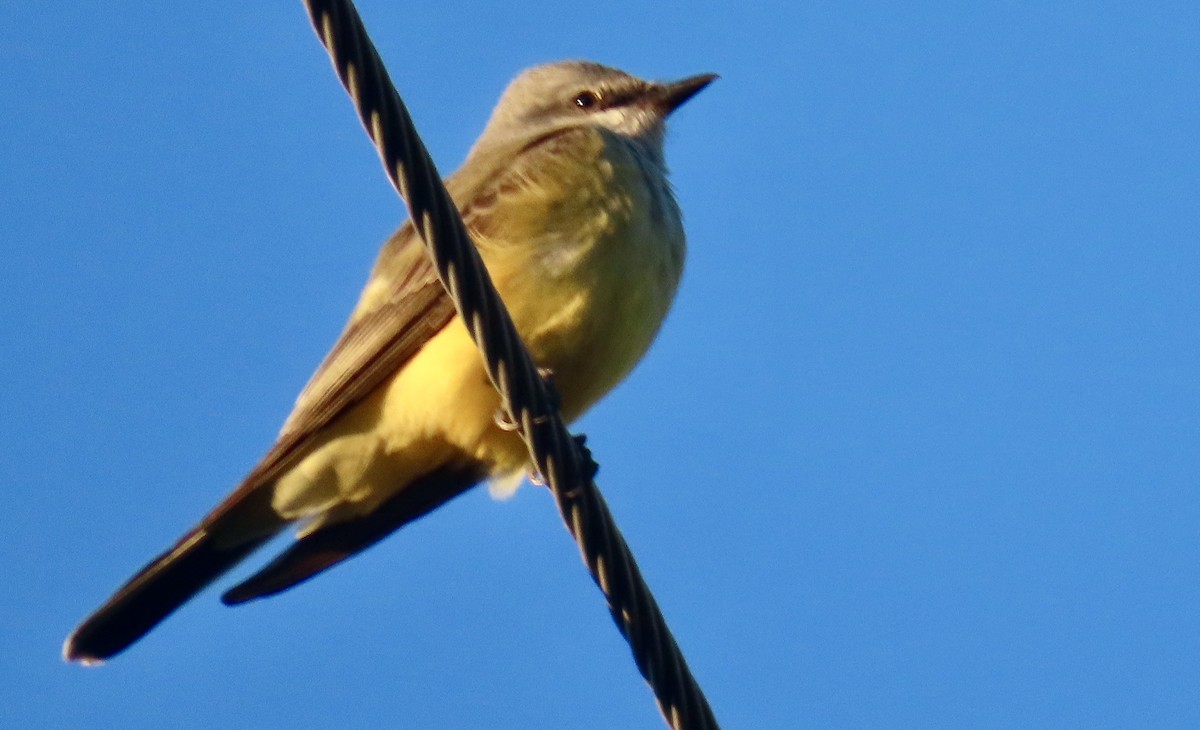 Western Kingbird - ML644599513