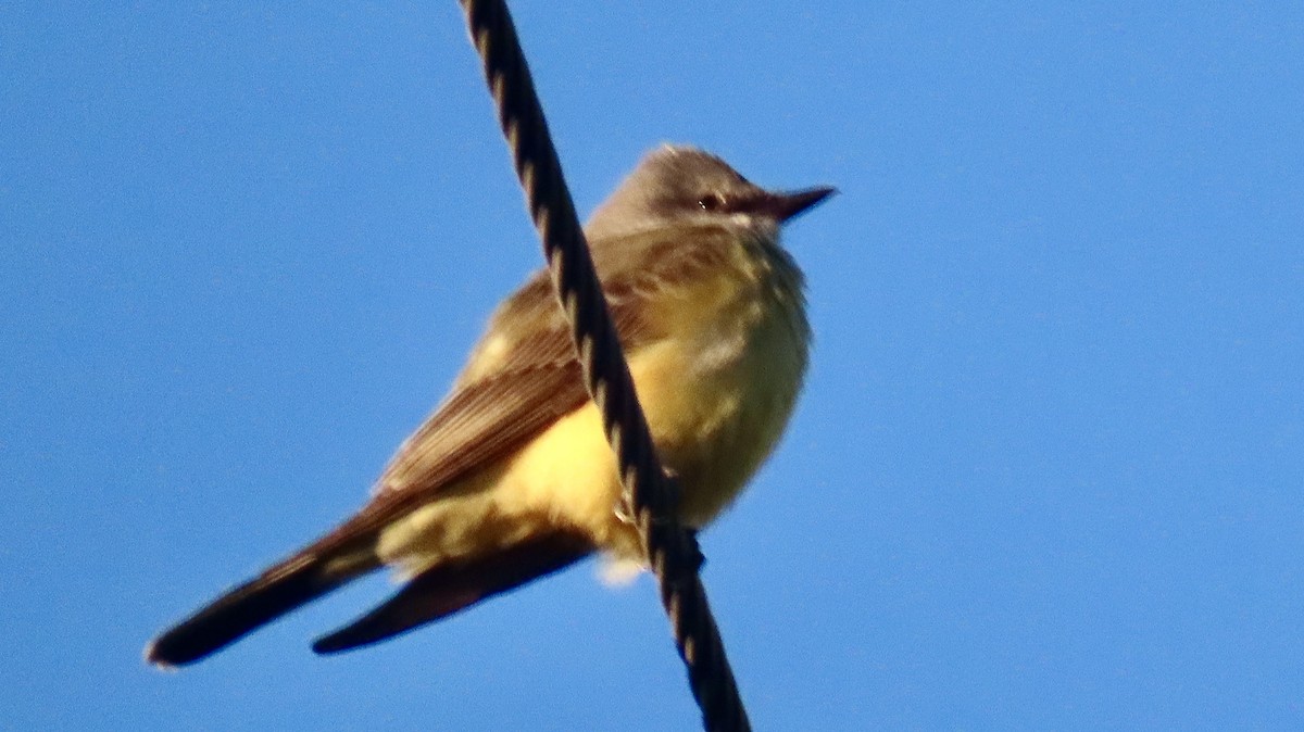 Western Kingbird - ML644599514