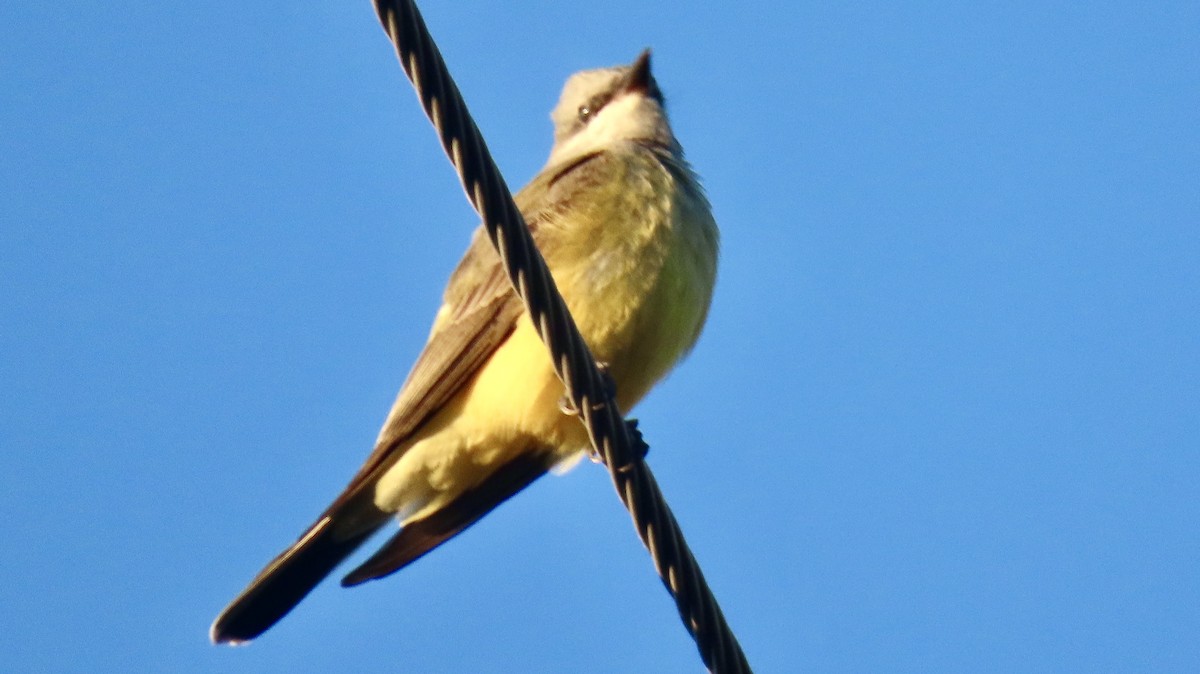 Western Kingbird - ML644599515