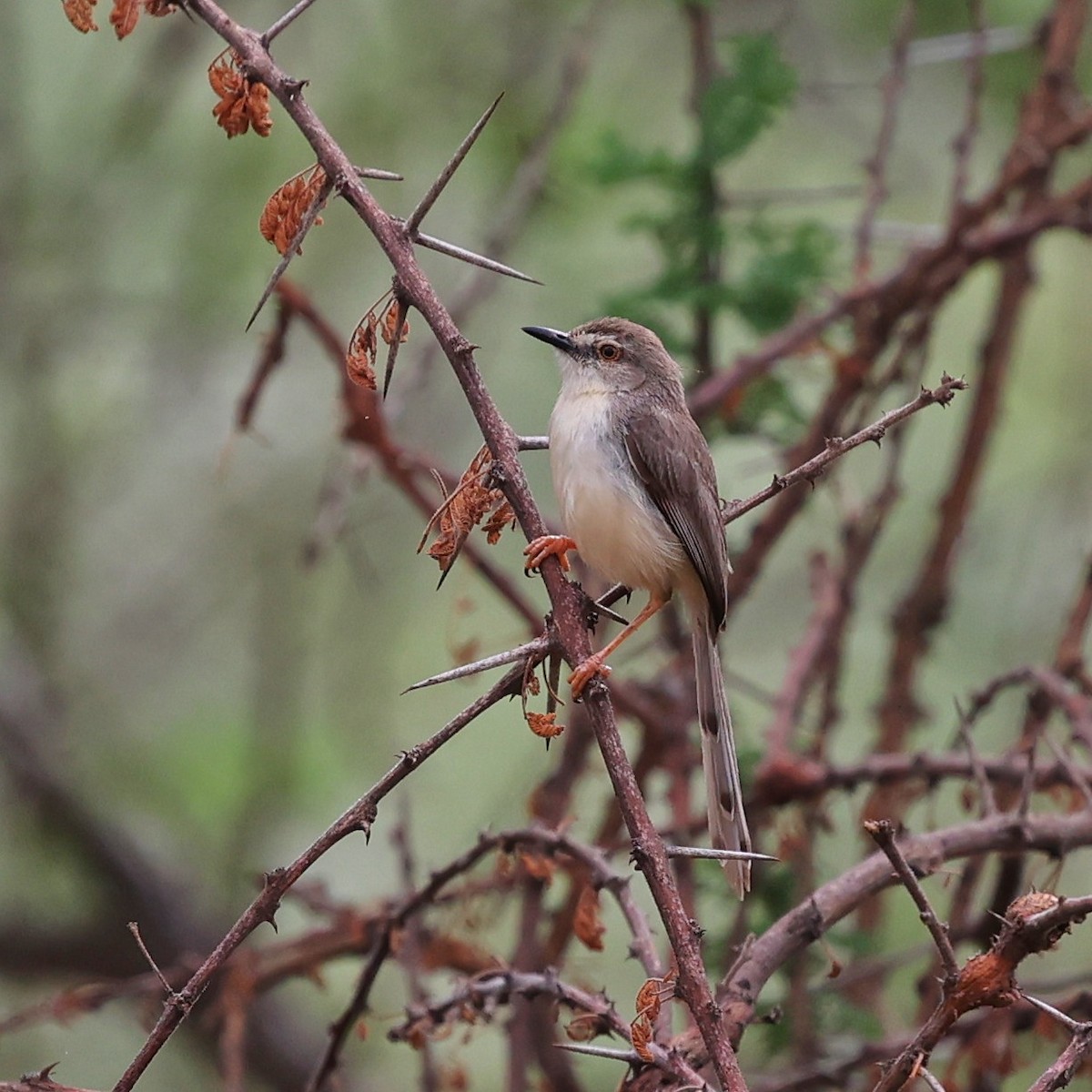 ハイイロハウチワドリ - ML644599530