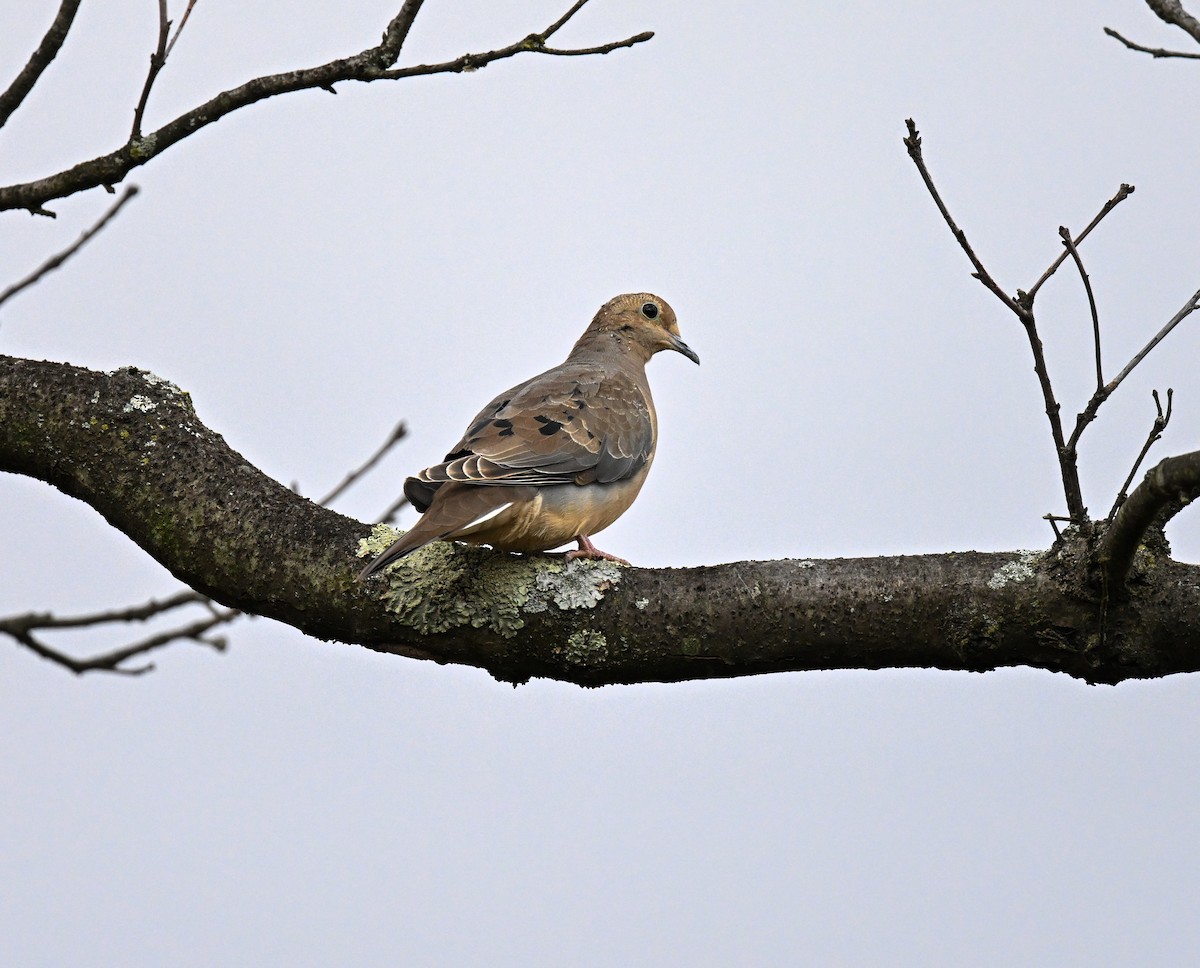 ナゲキバト - ML644599534