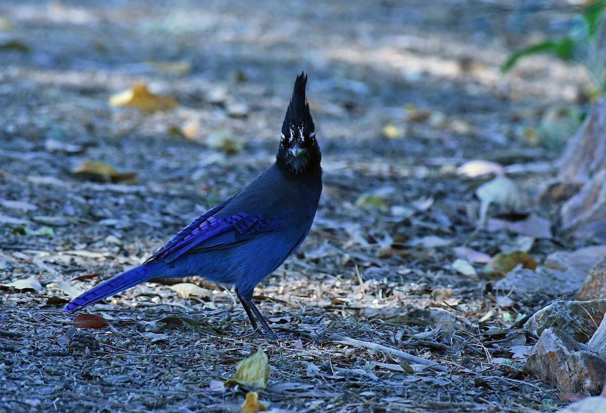 Steller's Jay - ML644599540