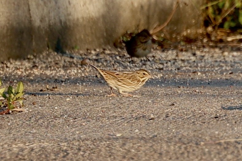 strnadec luční - ML644599547