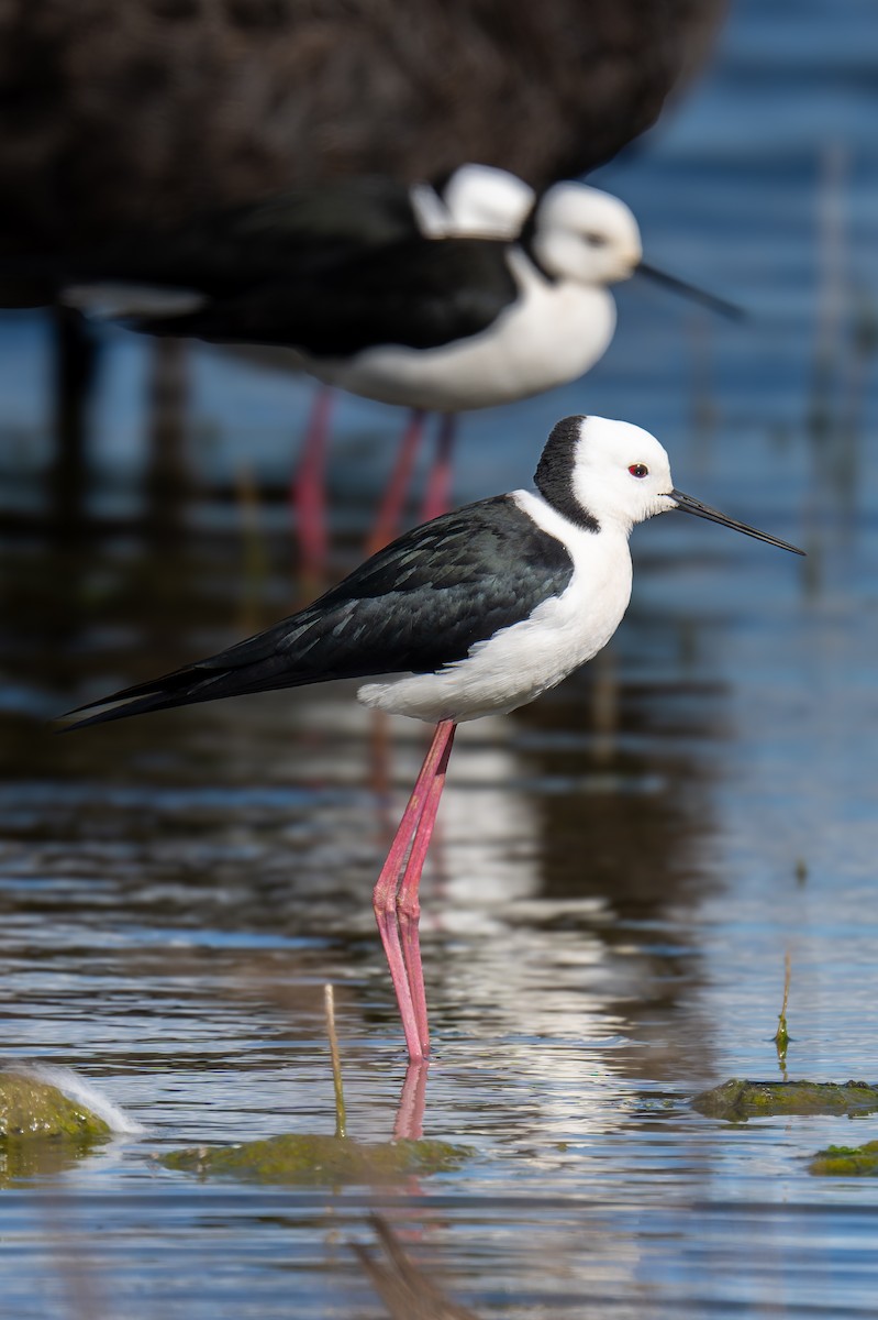 Ak Başlı Uzunbacak - ML644599564