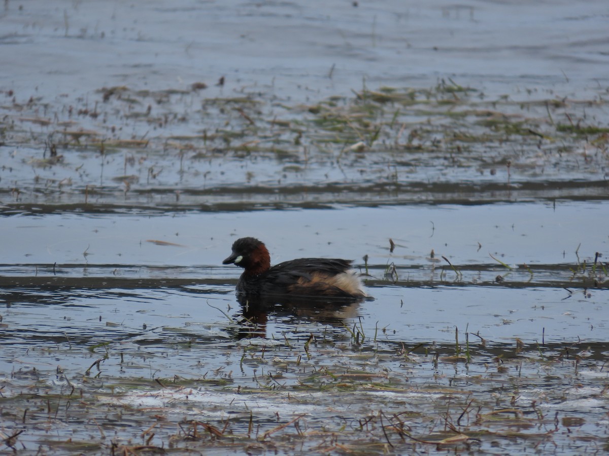 小鸊鷉 - ML644599573