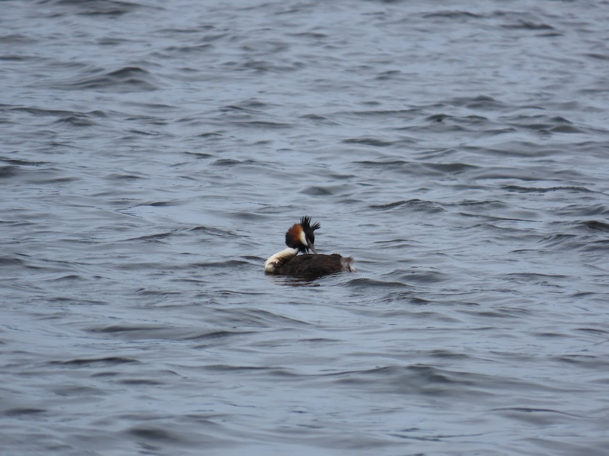 冠鸊鷉 - ML644599581