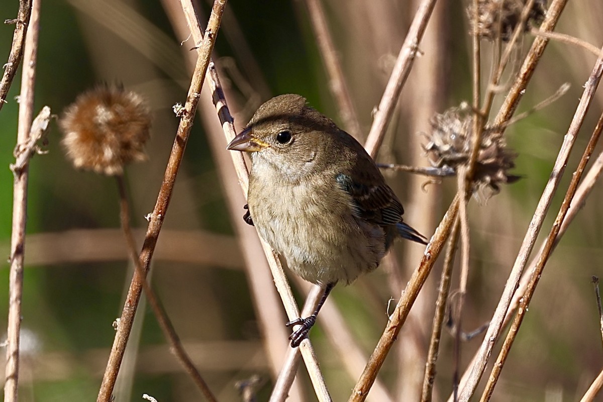 indigospurv - ML644599584