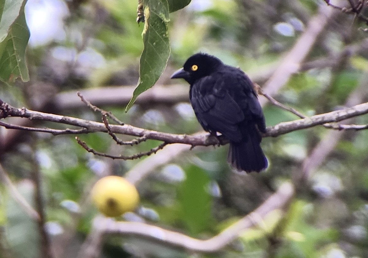 Vieillot's Black Weaver - ML644599593