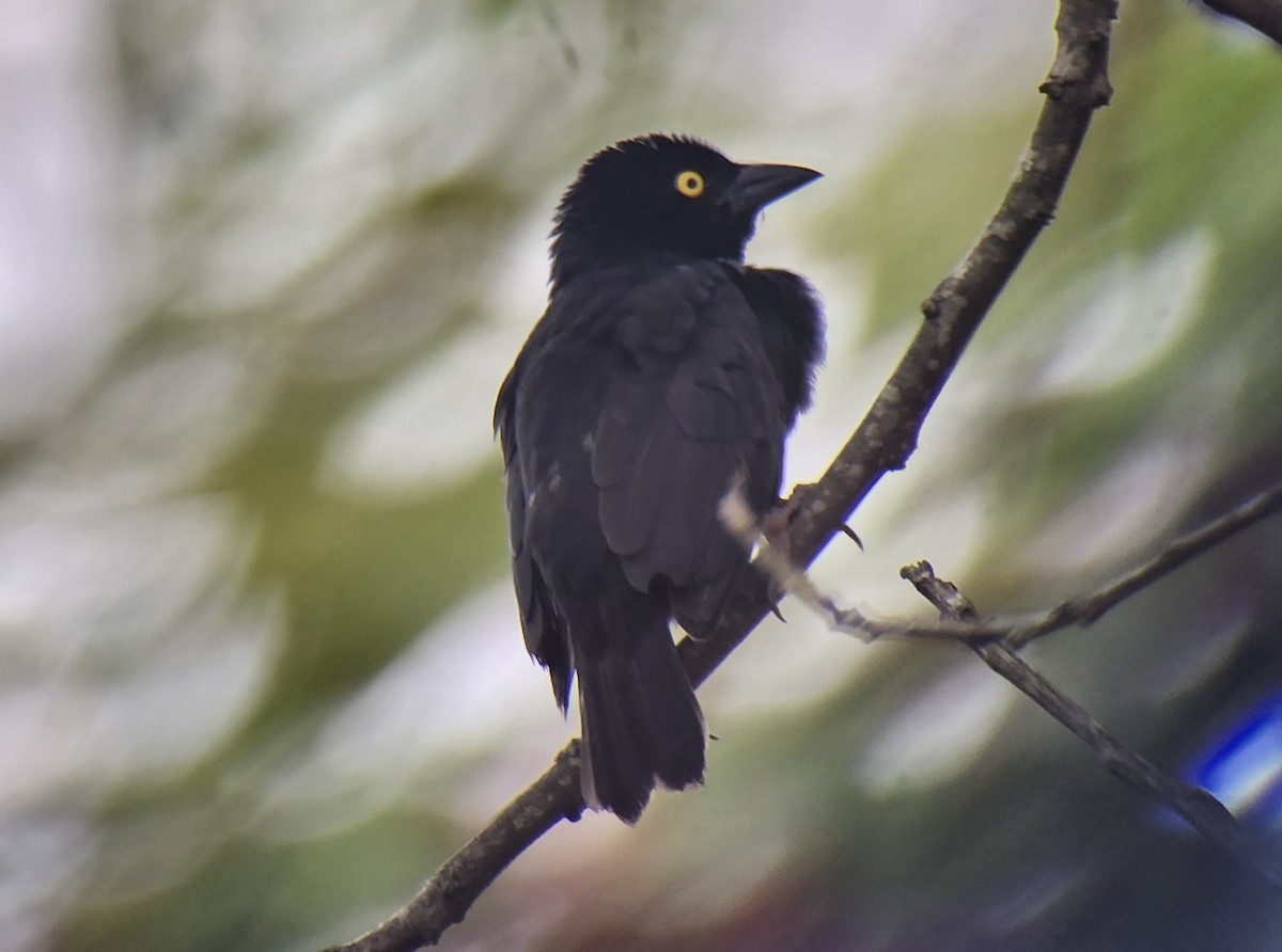 Vieillot's Black Weaver - ML644599595