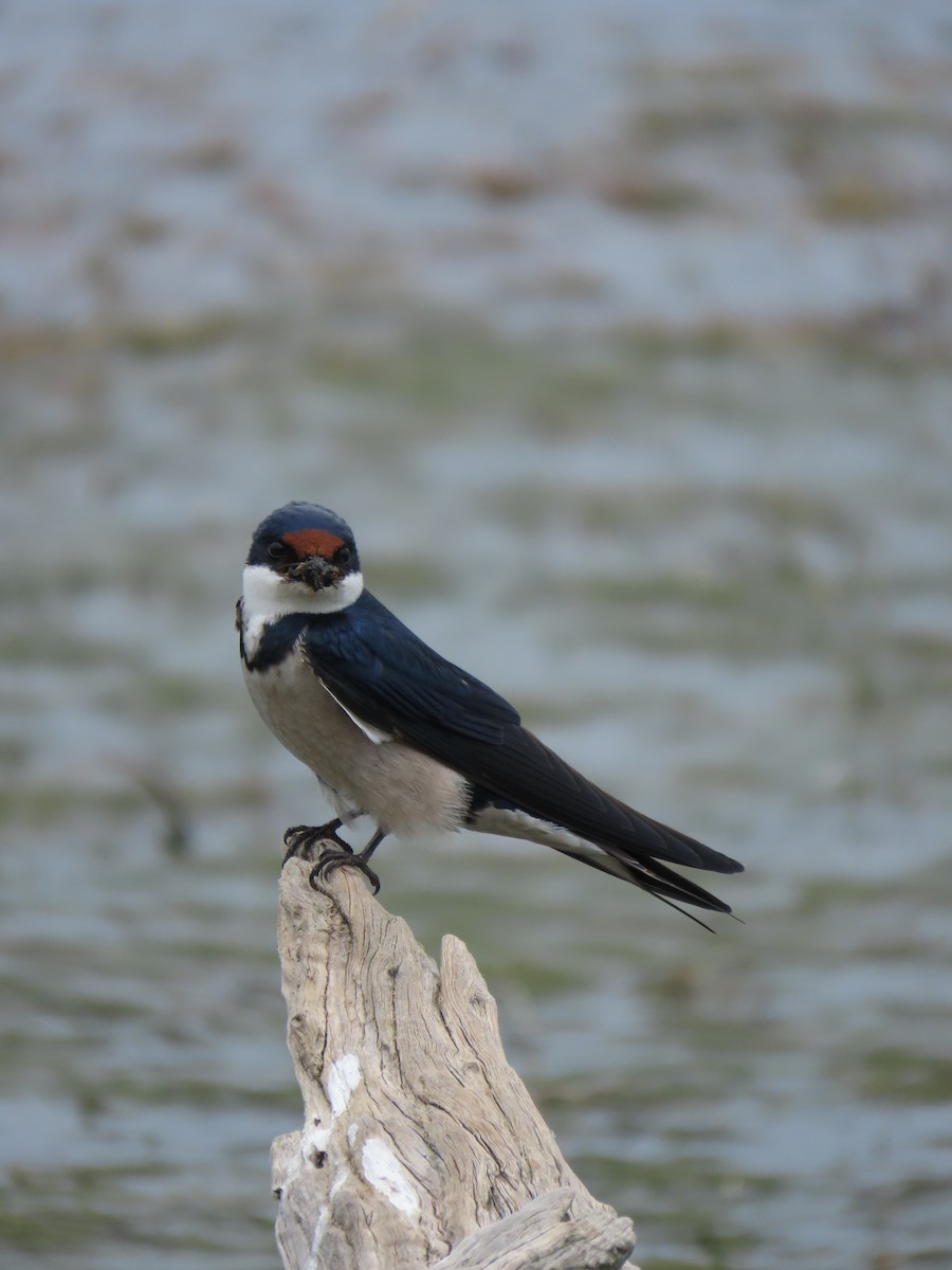 White-throated Swallow - ML644599597