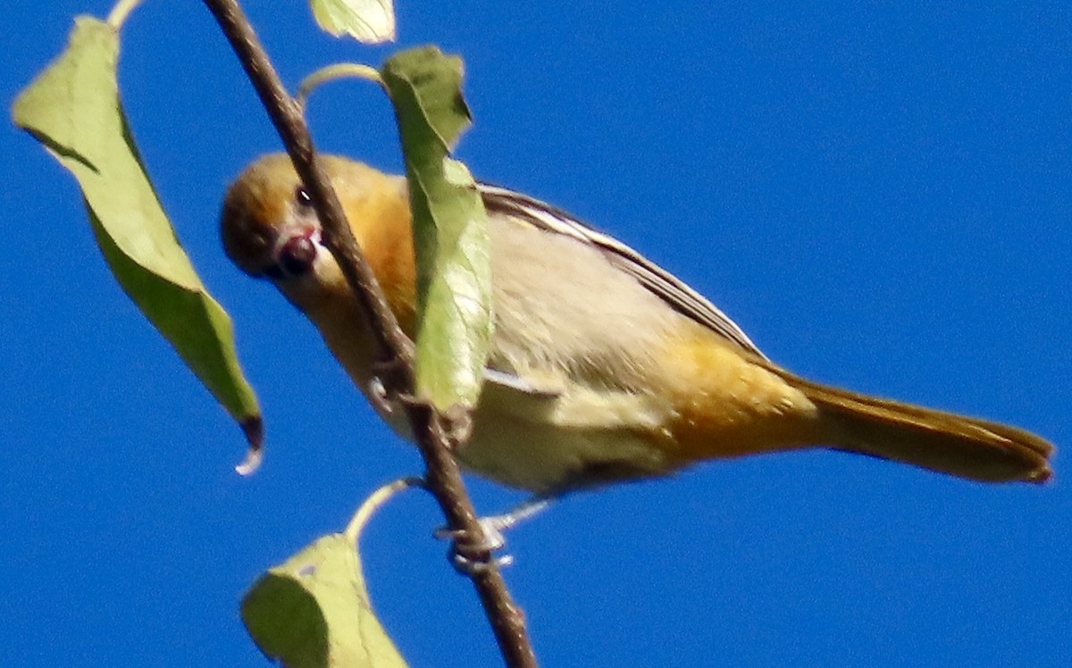 lundtrupial - ML644599602