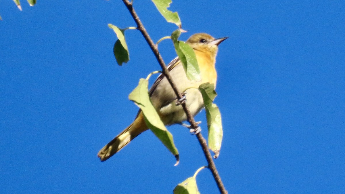 lundtrupial - ML644599603