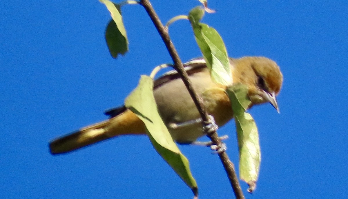 lundtrupial - ML644599604