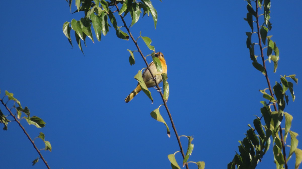 lundtrupial - ML644599605