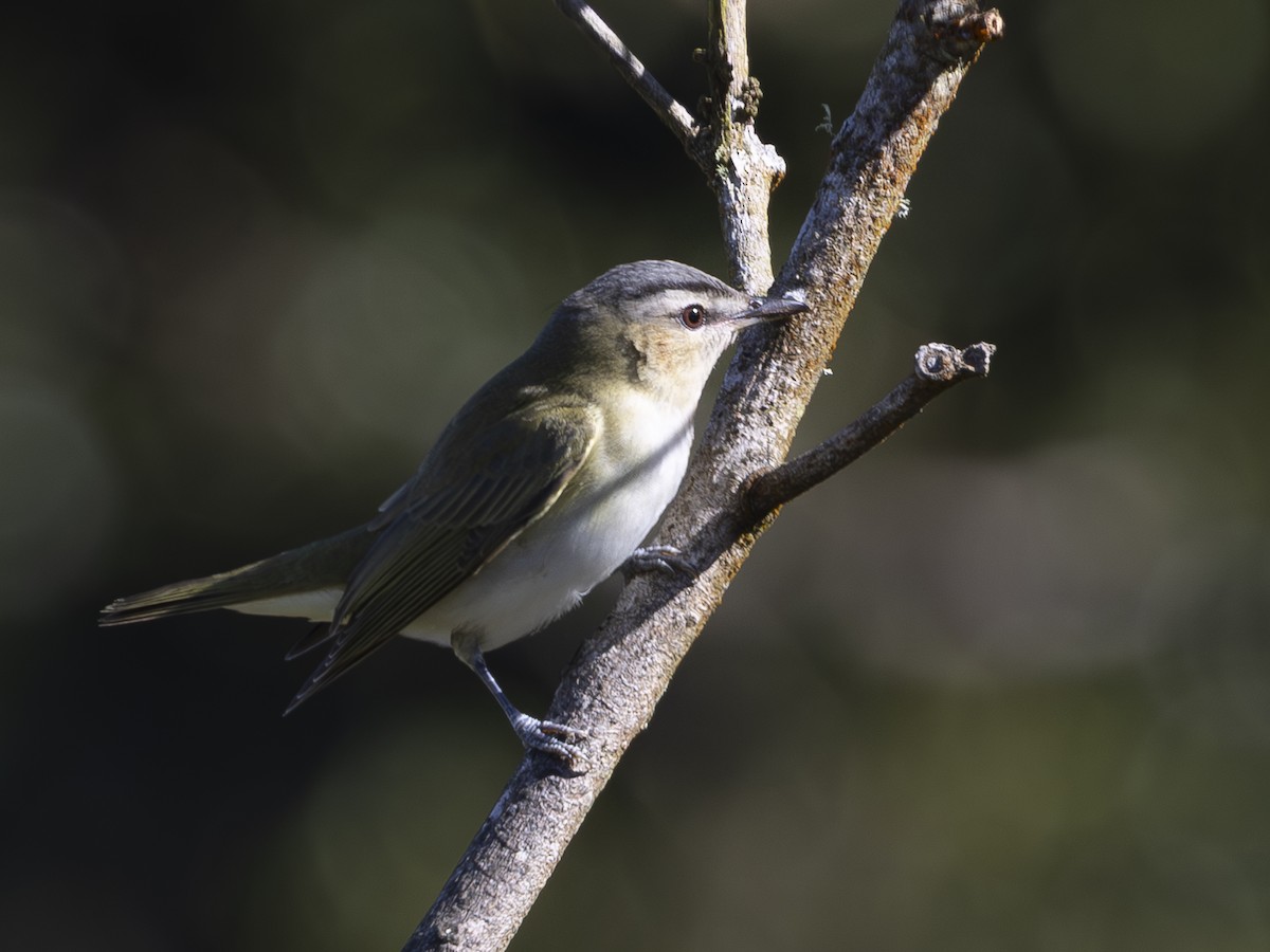Kızıl Gözlü Vireo - ML644599607