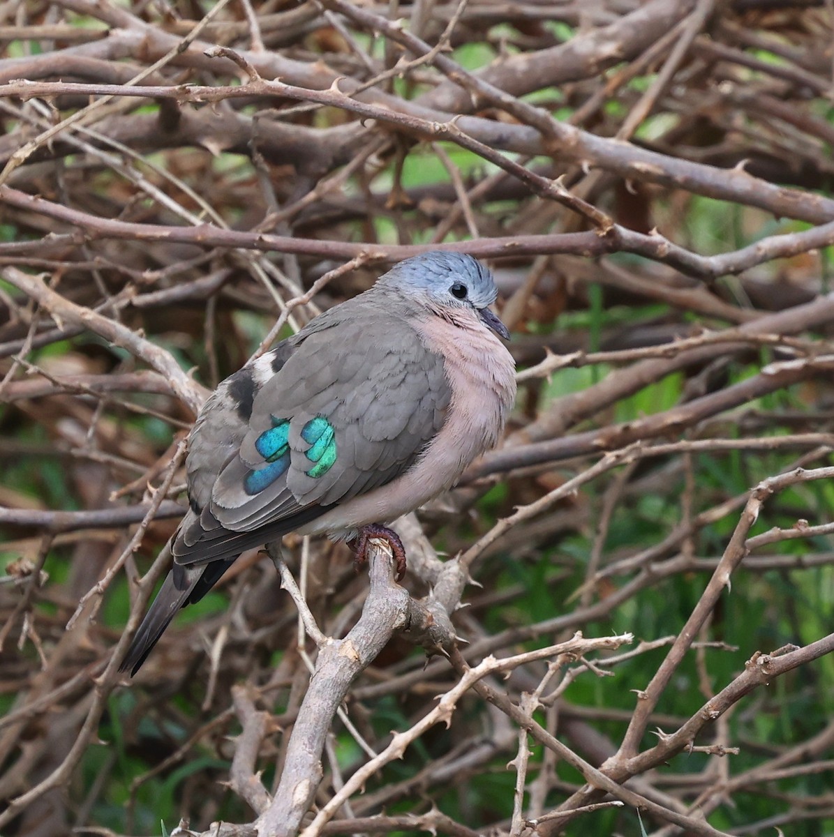 Emerald-spotted Wood-Dove - ML644599608