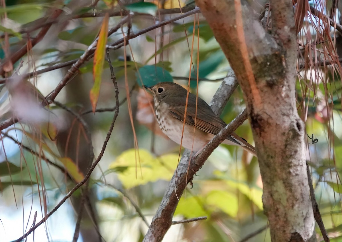 チャイロコツグミ - ML644599618