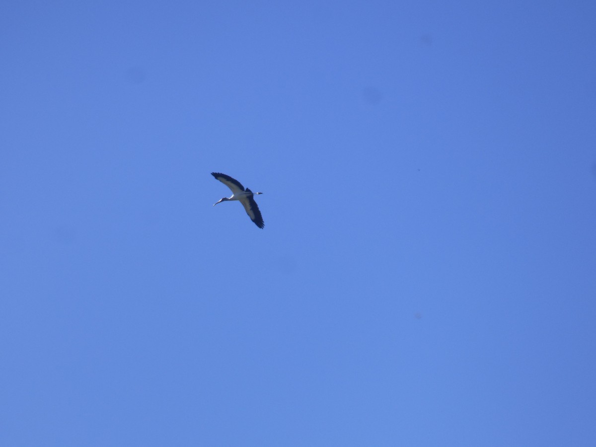 amerikastork - ML644599624